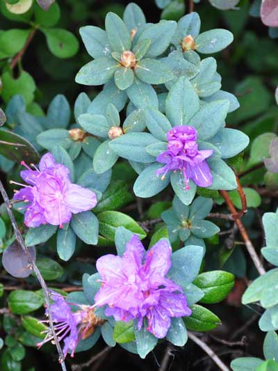 Photo of Rhododendron 'Rampapo'
