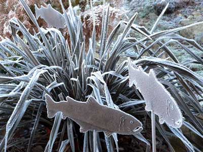 Frosted fish