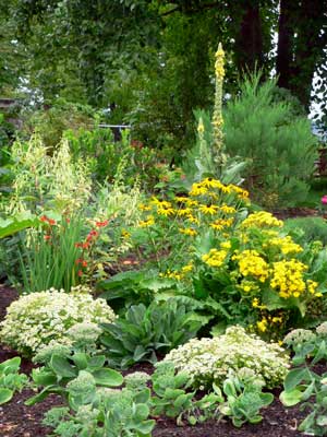 A bed of yellow flowers