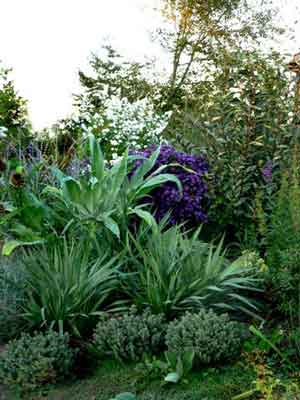 Cardoons and asters