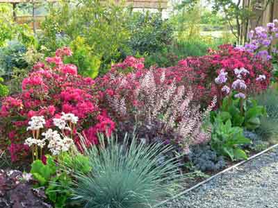 Border with Hino Crimson azaleas