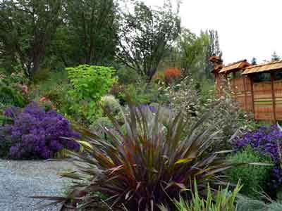 Phormium and asters