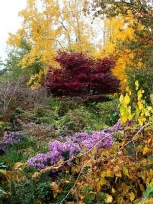 Acer palmatum "Okagami"