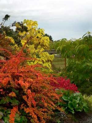Fall colors and textures