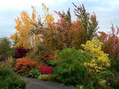 Fall color along the gravel driveway