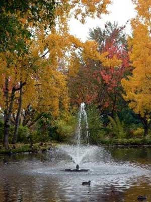 The pond in autumn