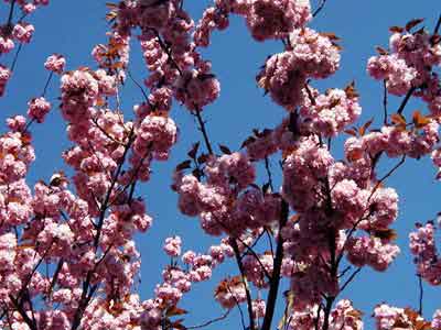 Cherry blossoms