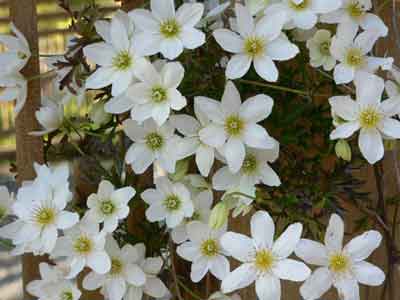 Clematis flowers