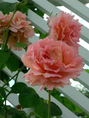 climbing polka rose