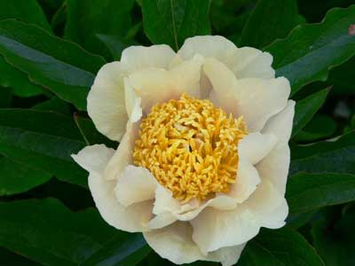 Paeonia "Claire de Lune" flower