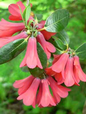 Rhododendron roylei flowers
