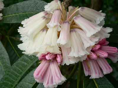 Rhododendron montroseanum