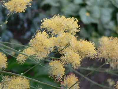 Thalictrum flowers