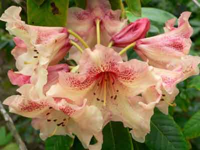 Rhoodendron flowers