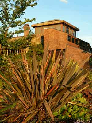 Phormium plant and tower in afternoon light