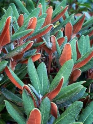 Rhododendron leaves showing impeditum