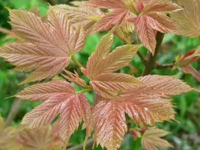 Acer pseudoplatanus "Brilliantissiumu"