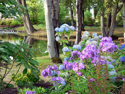Hyrdrangeas blooming on the banks of the pond