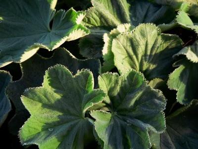 Alchemilla mollis
