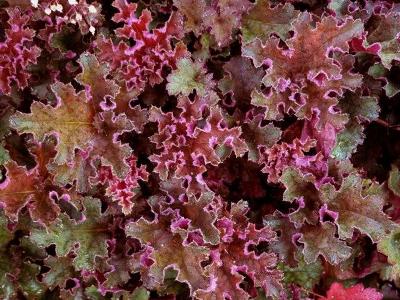 Red ruffled leaves of heuchera