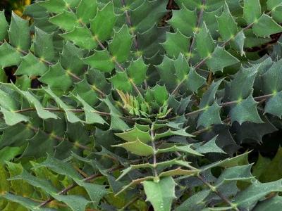 Mahonia leaves