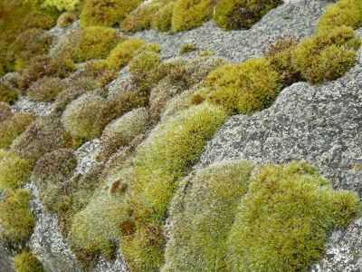 Moss on granite