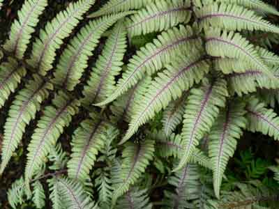 Athyrium nipponicum var. pictum fronds
