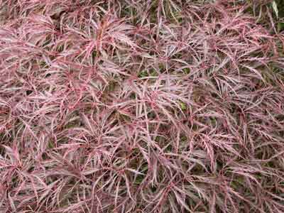 Acer dissectum leaves