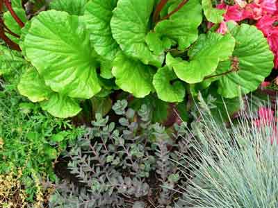 Varied textures of plants in May