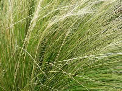 Nassella tenuissima grass