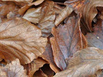 Fallen leaves of winter