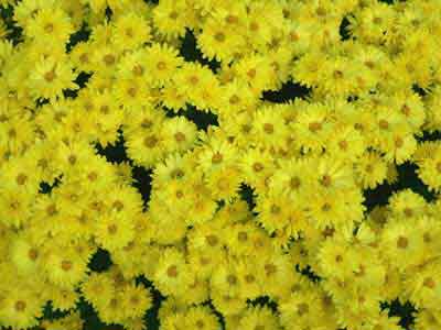 Yellow chrysanthemum flowers