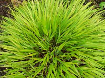 A spiky-looking mound of Hakonechloa macra