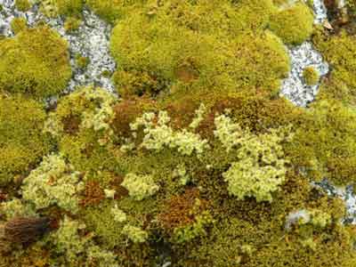 Moss on a granite boulder