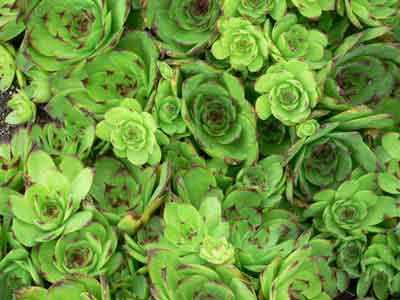 Sempervivum leaves