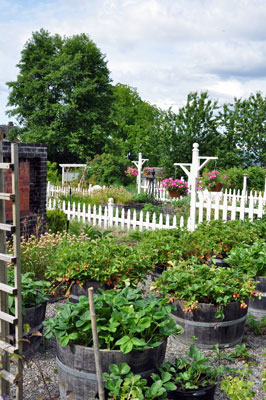 Barrels of strawberries in vegetable garden
